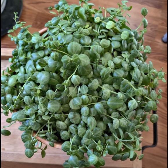 String of Turtle cuttings $15 for 3 - Picture 1 of 7